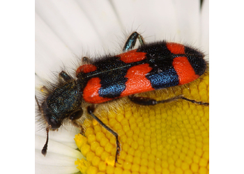 Bienenwolf (Trichodes favarius) - © Erwin Holzer